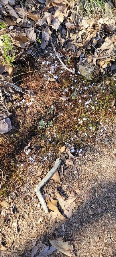 Houstonia caerulea habit