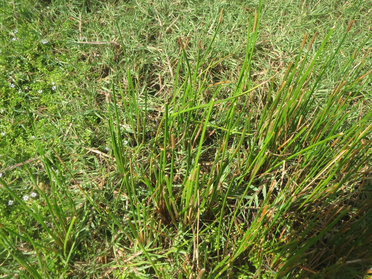 Eleocharis mutata habit
