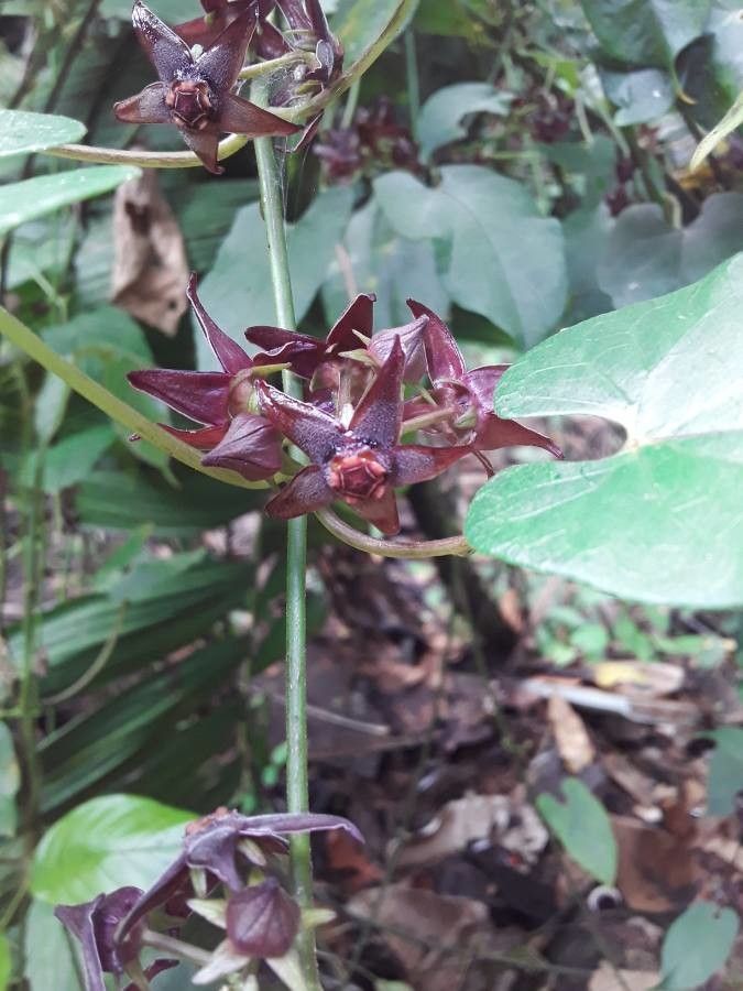 Matelea carolinensis flower