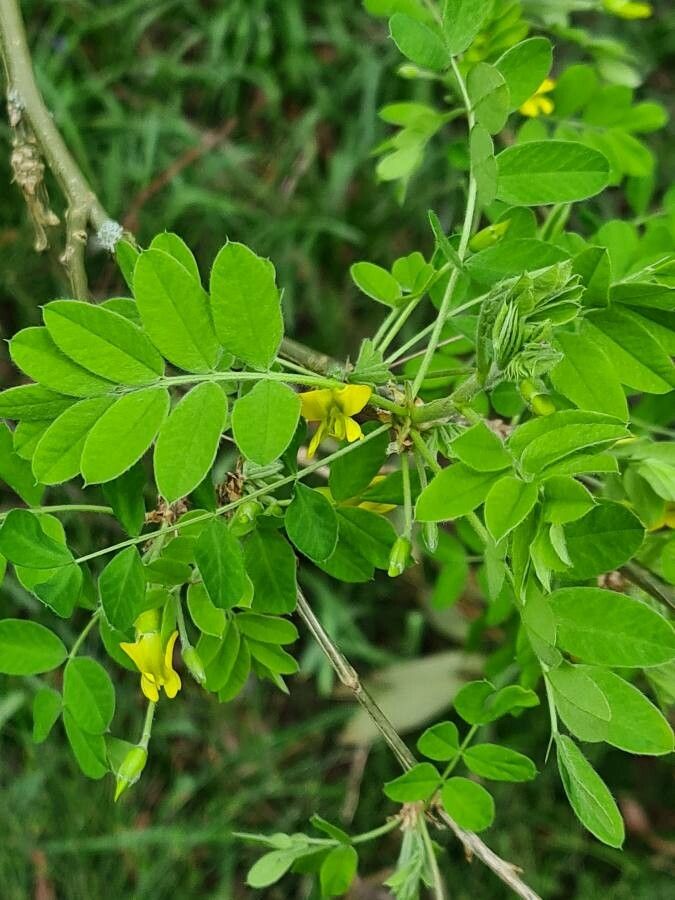 Caragana turkestanica — search result for 'Caragana'