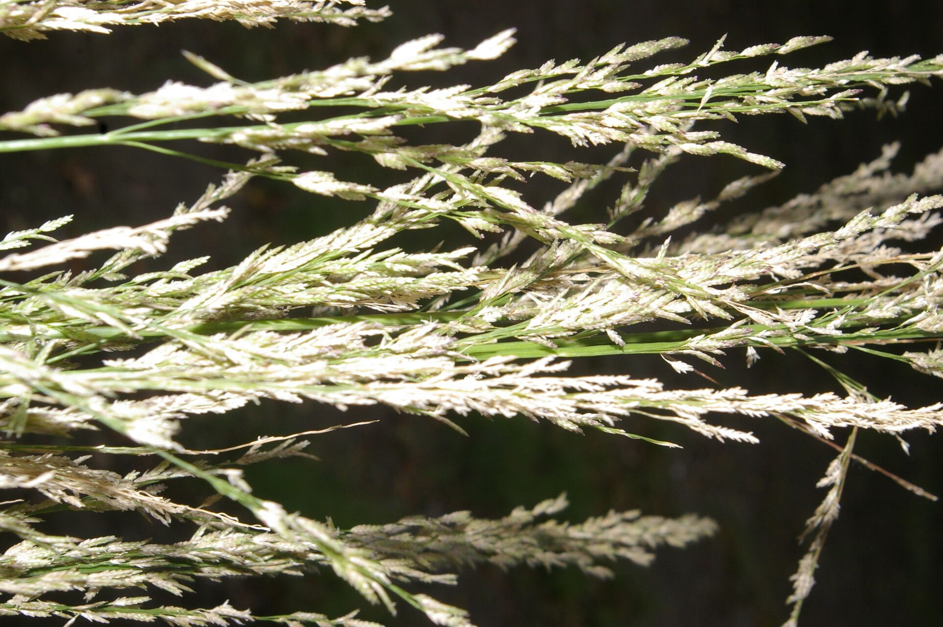 Eragrostis domingensis flower