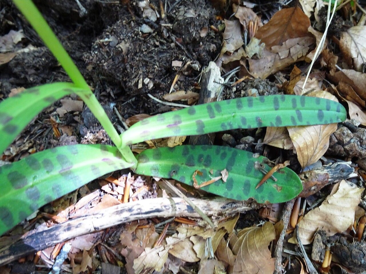 Dactylorhiza fuchsii