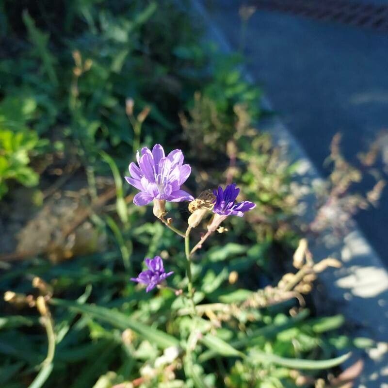 Lactuca tatarica flower