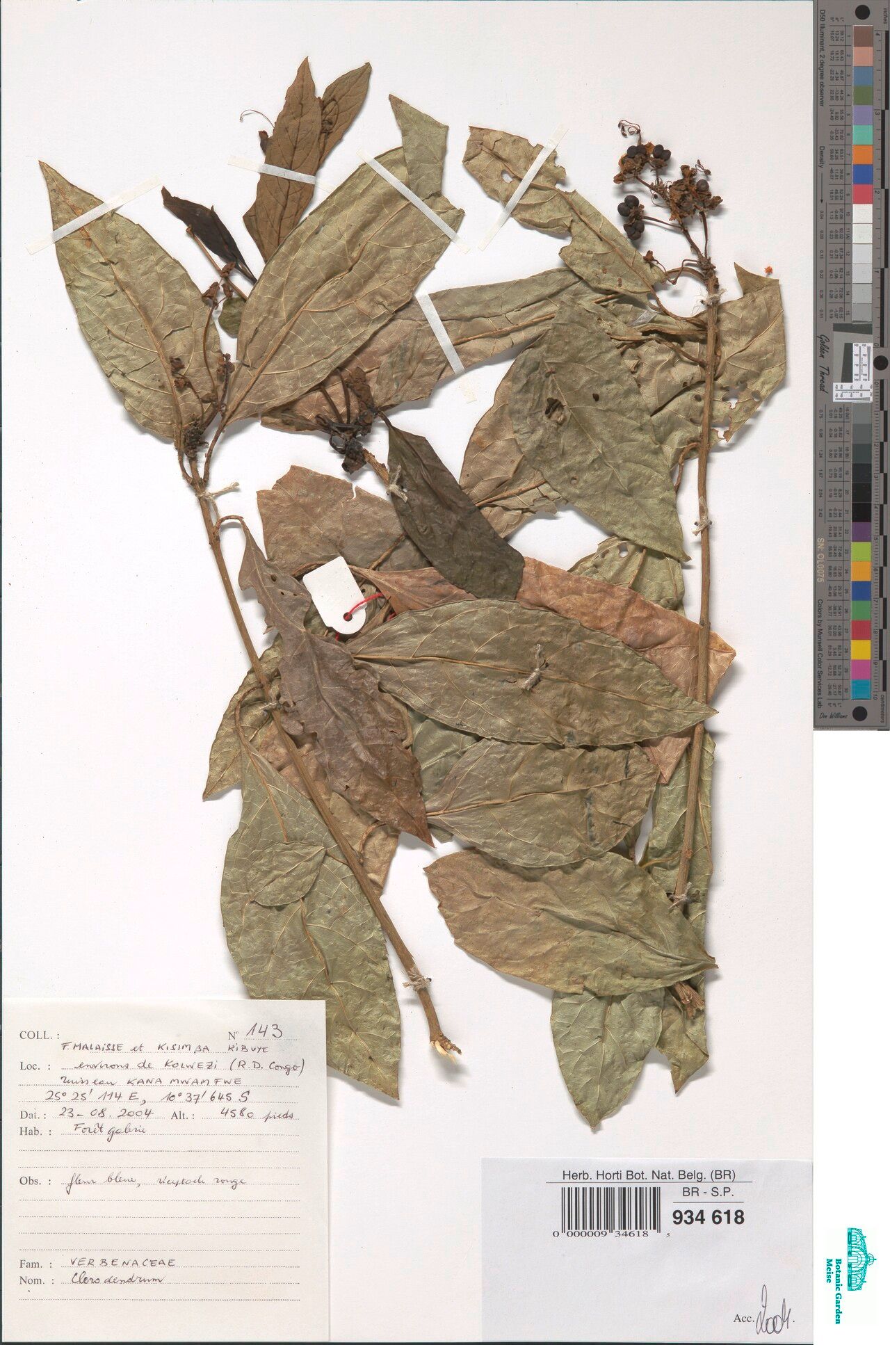 Rotheca cyanea — related species from the same genus