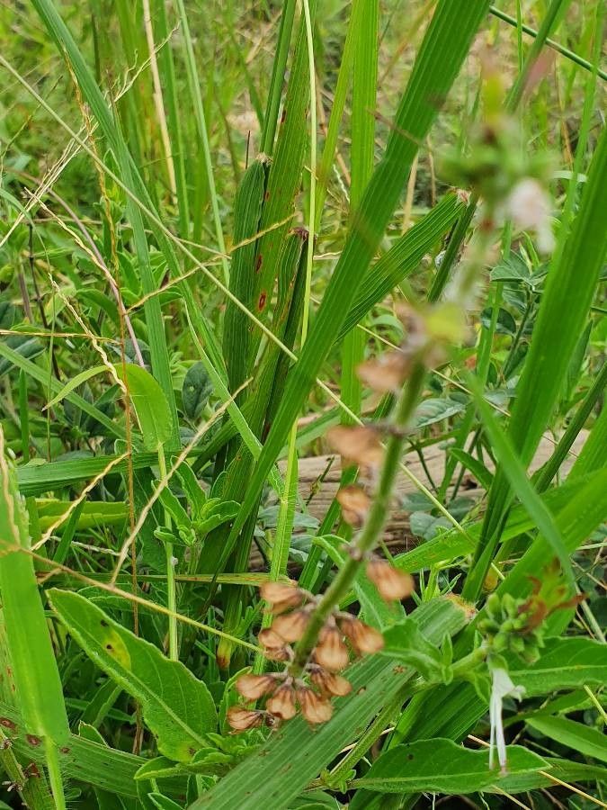 Ocimum filamentosum fruit