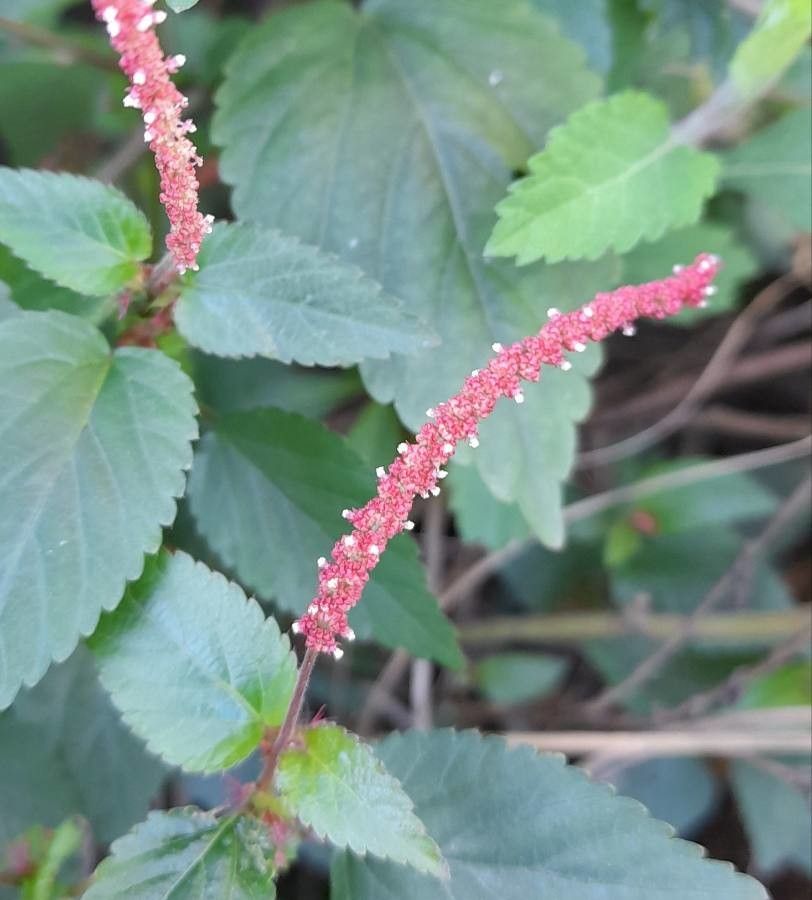 Acalypha multicaulis flower