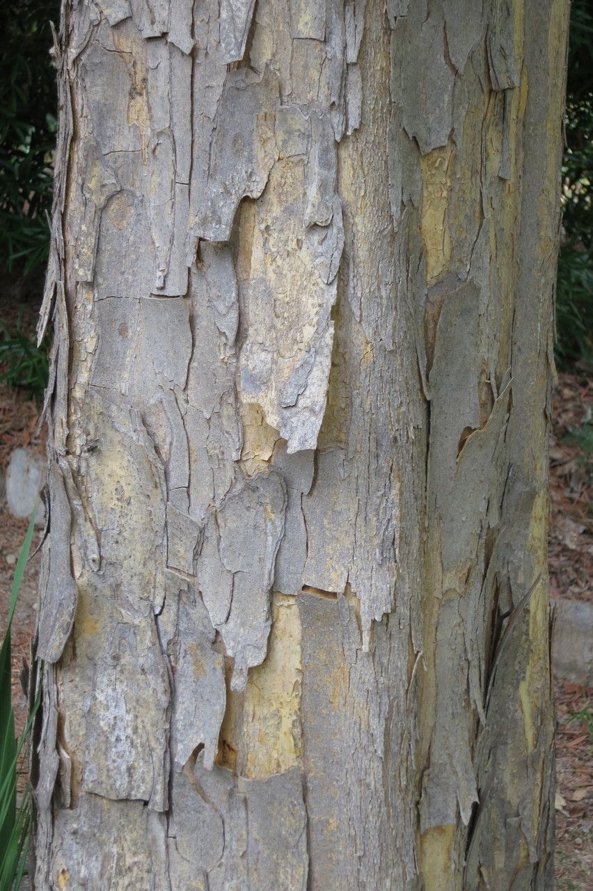 Cudrania tricuspidata bark