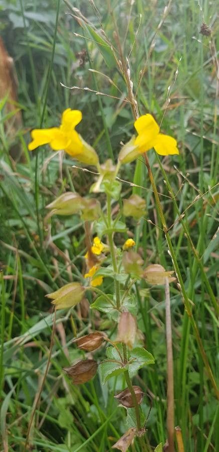 Mimulus Guttatus fruit