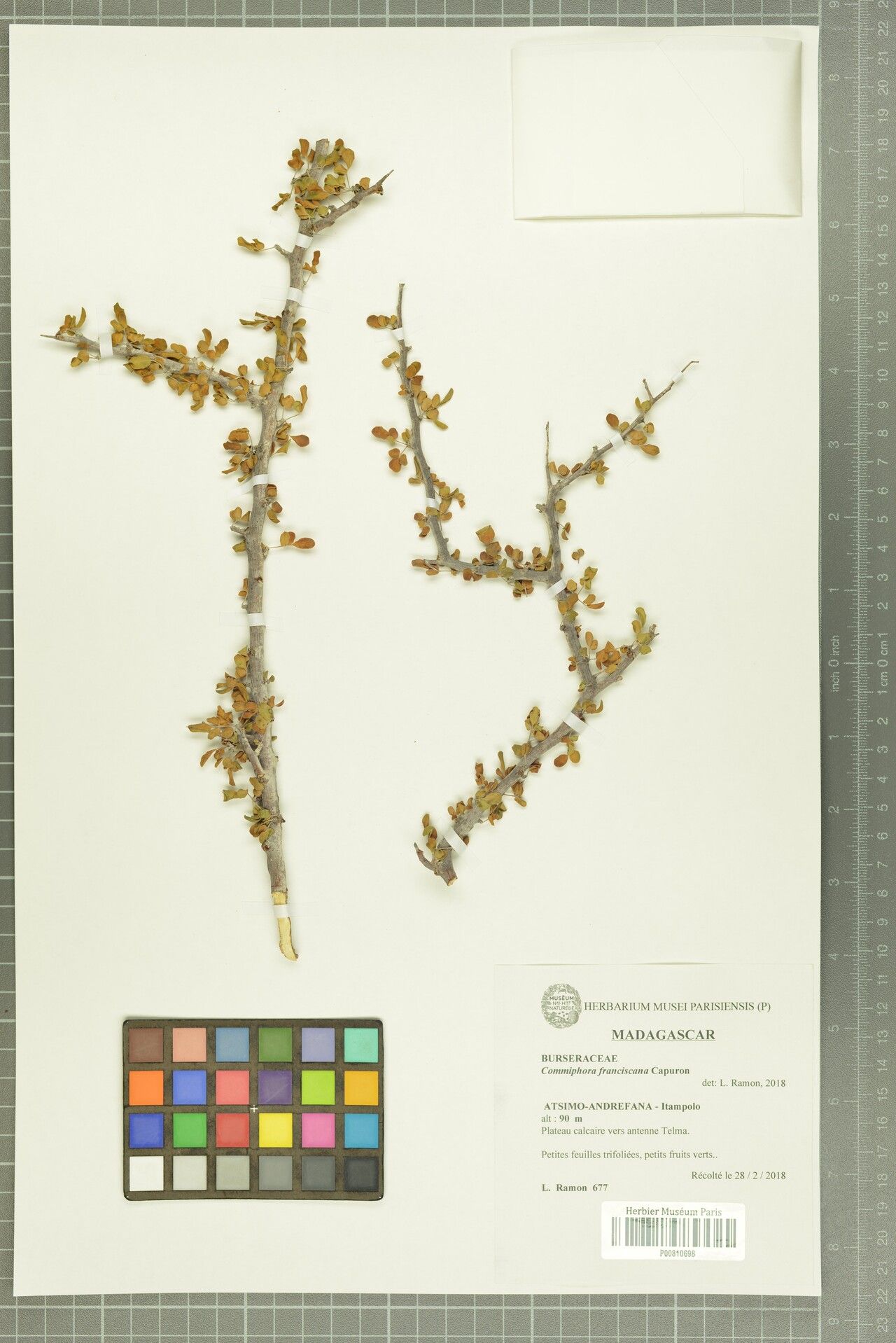 Commiphora franciscana — search result for 'Commiphora'