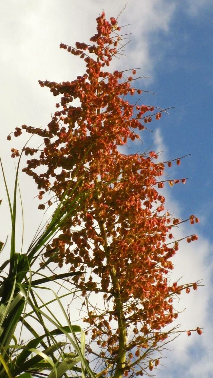 Nolina recurvata fruit