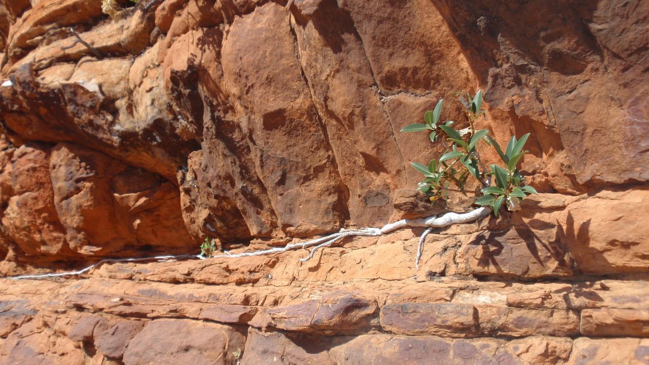 Ficus brachypoda habit