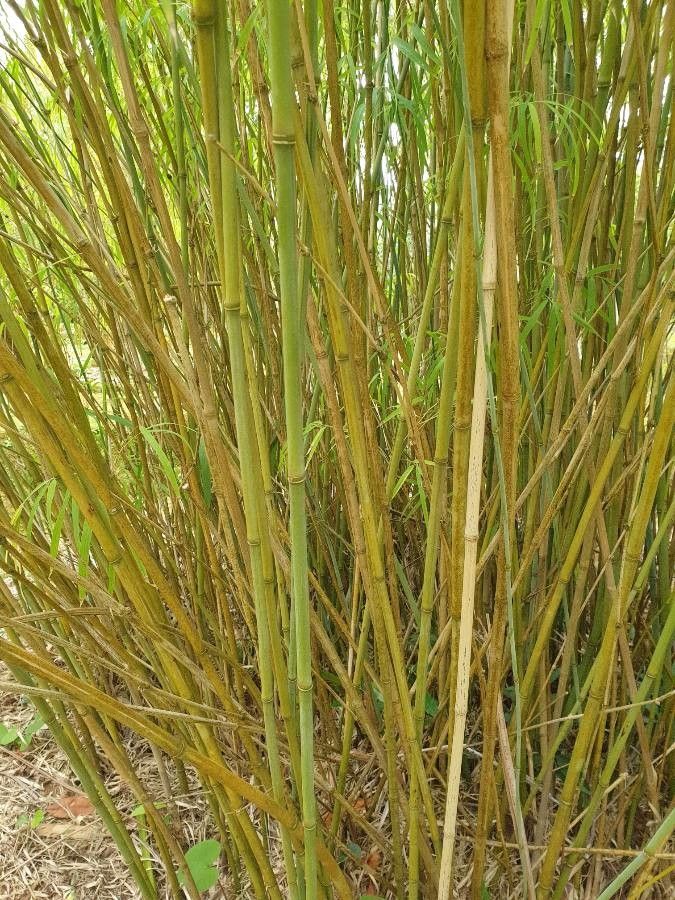 Chusquea coronalis bark