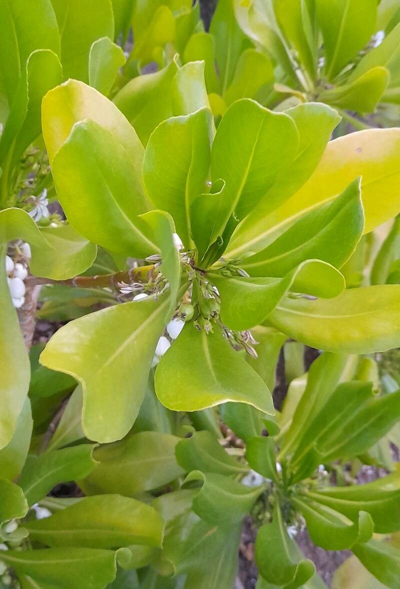 Scaevola taccada