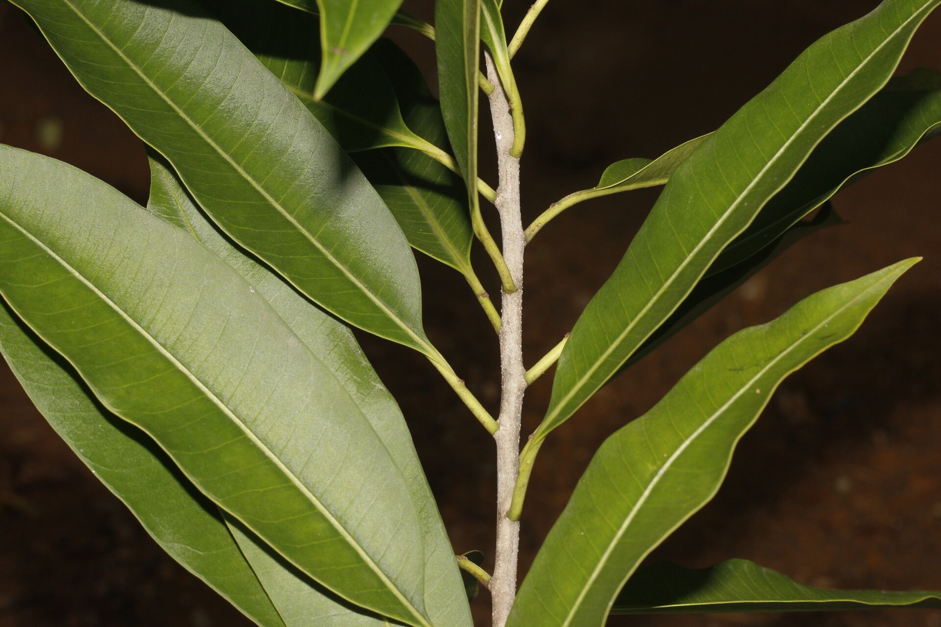 Mortoniella pittieri — search result for 'Belize'