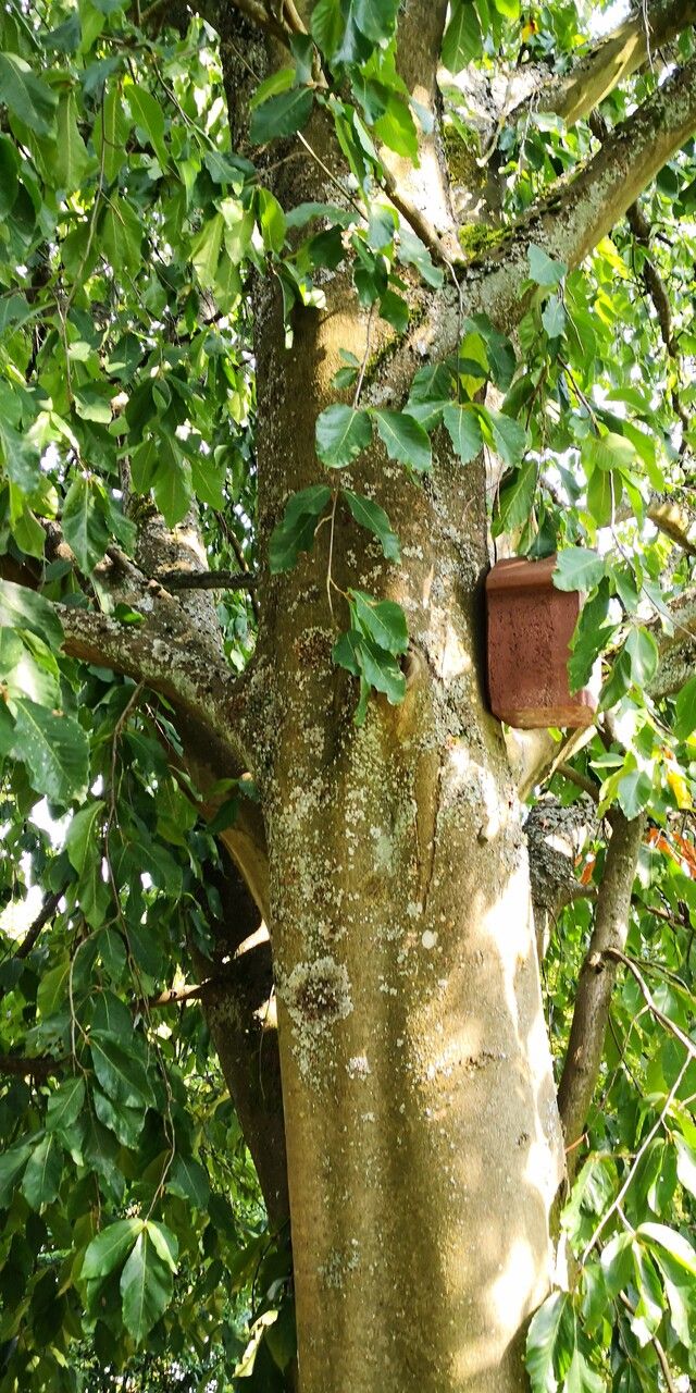 Fagus longipetiolata habit