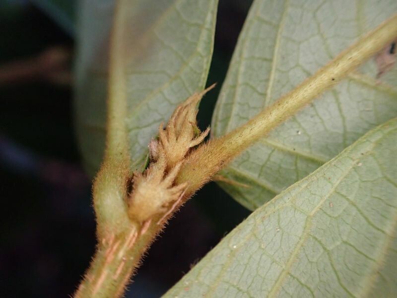 Antidesma laciniatum leaf
