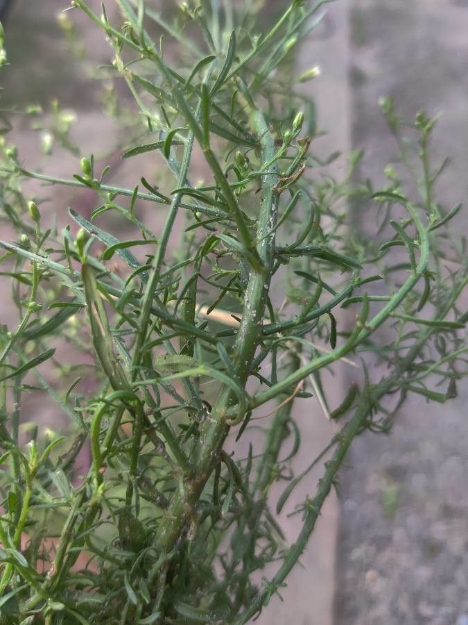 Erigeron divaricatus