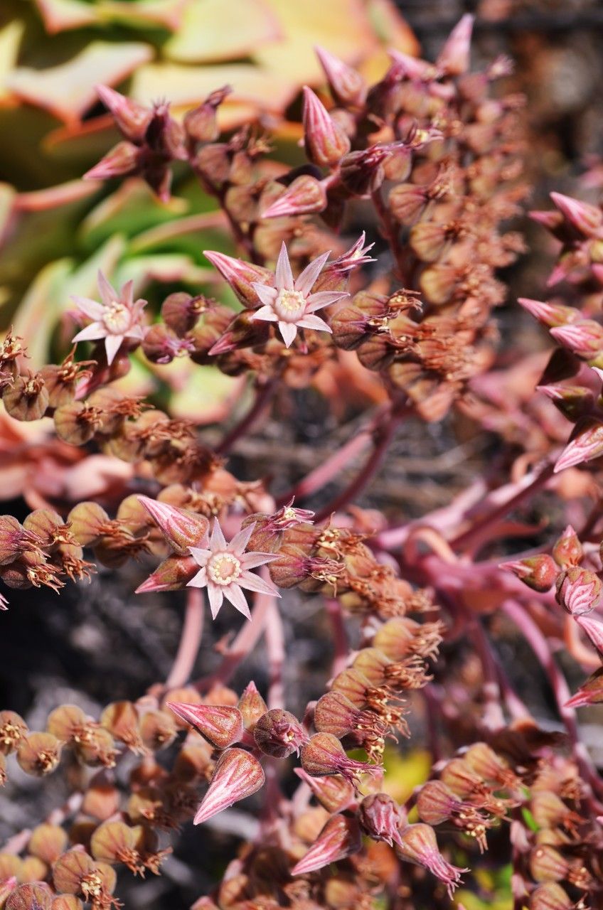 Aeonium nobile flower