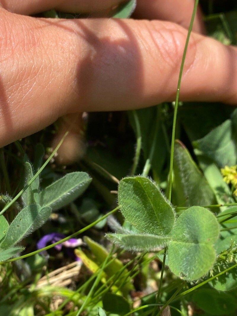 Trifolium microcephalum — search result for 'Trifolium'