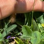 Trifolium microcephalum