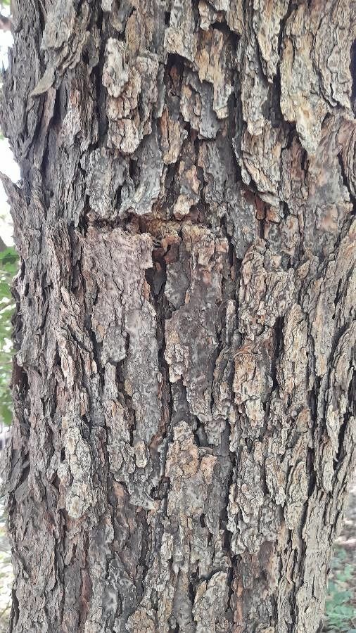Poecilanthe parviflora bark