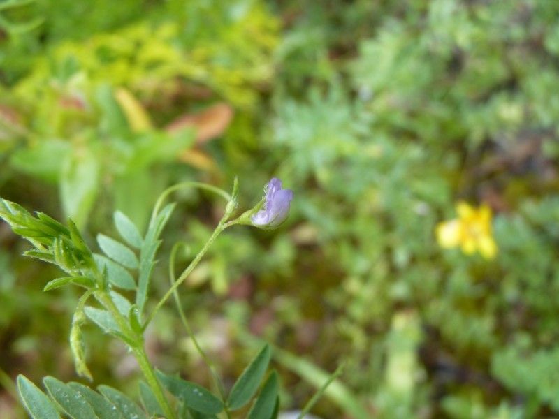 Lens lamottei flower