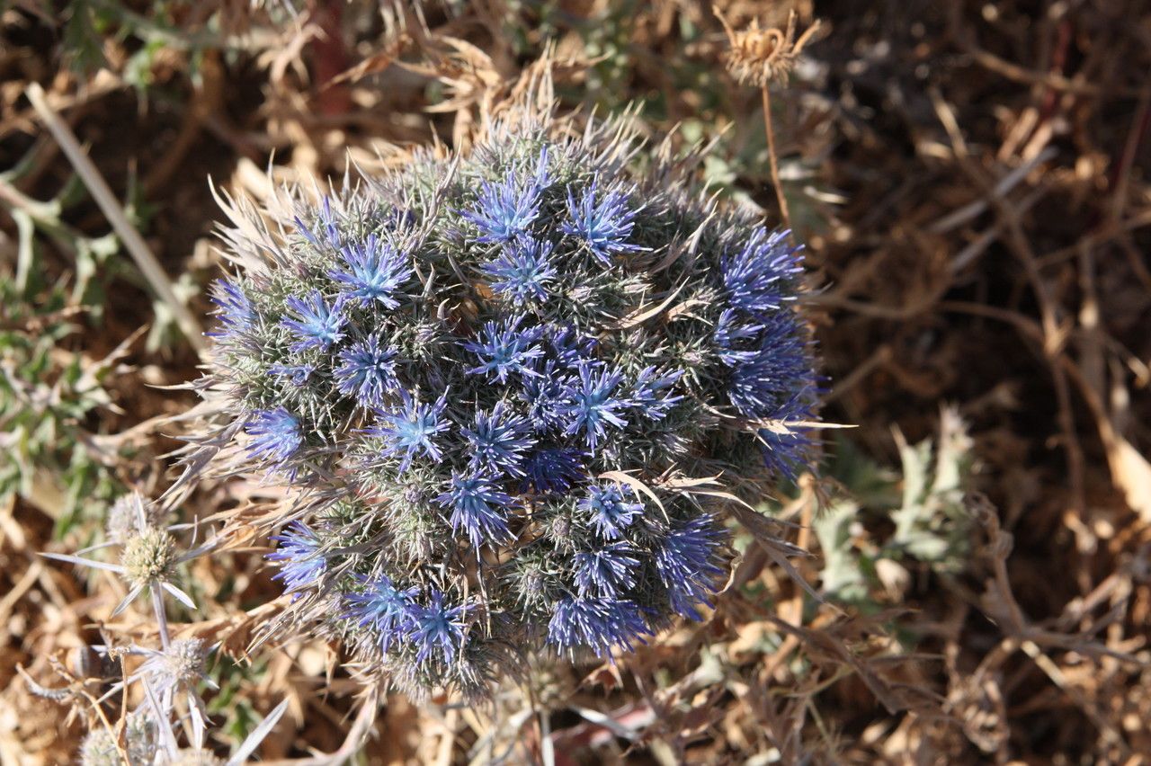 Cardopatium amethystinum — related species from the same genus
