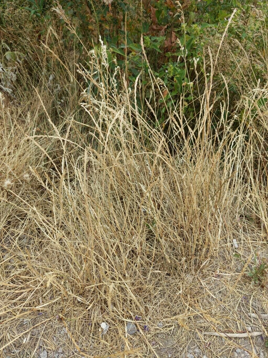 Melica frutescens habit