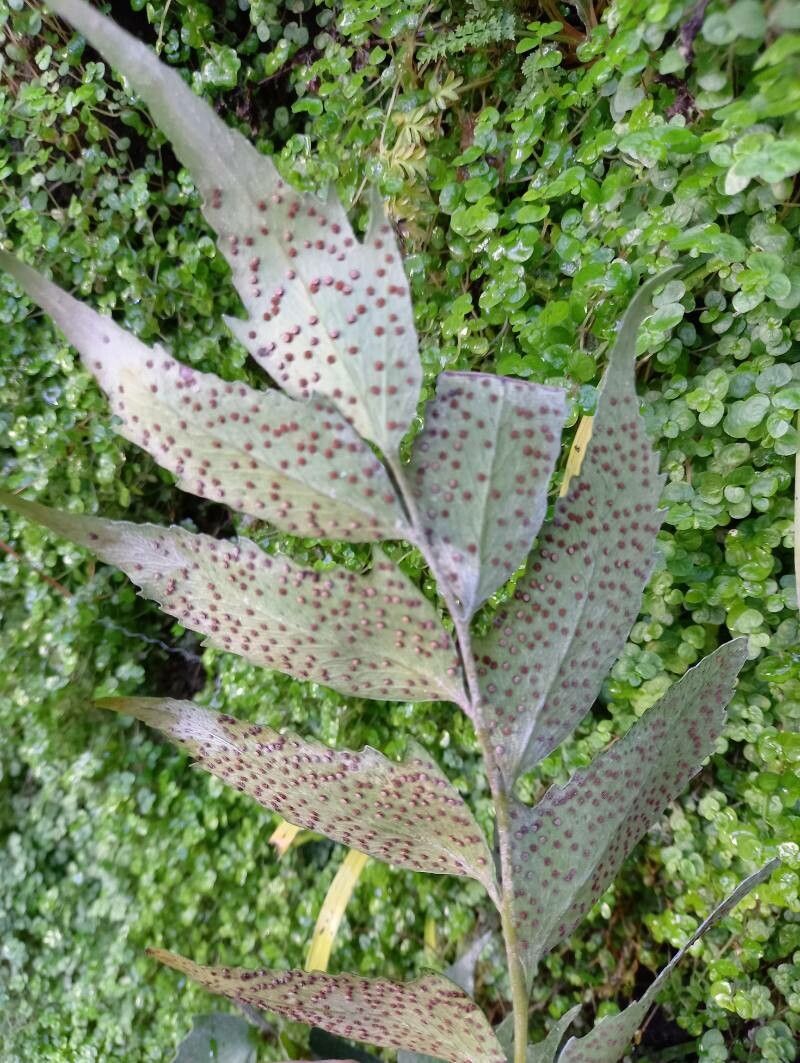 Cyrtomium falcatum fruit