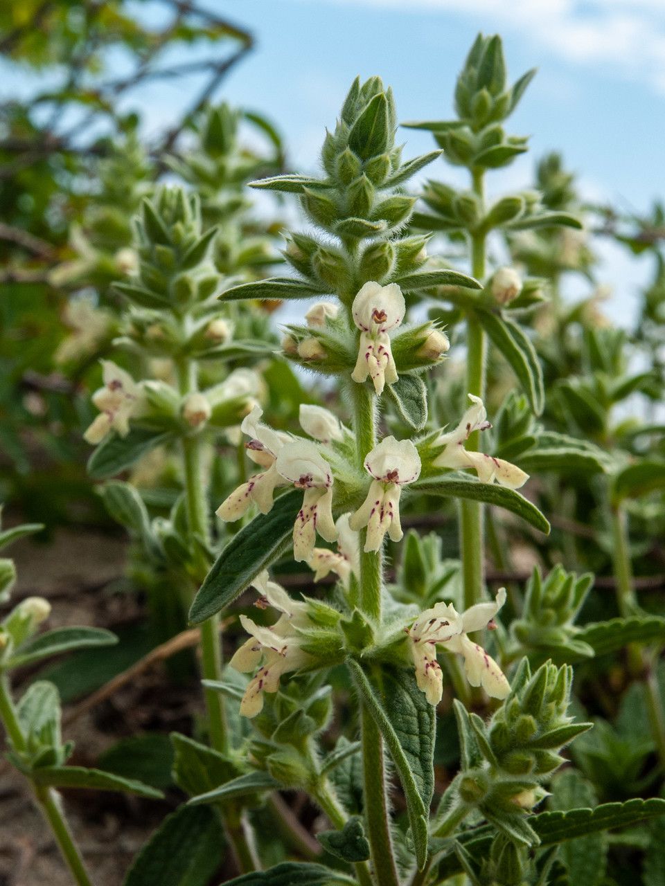 Stachys maritima flower