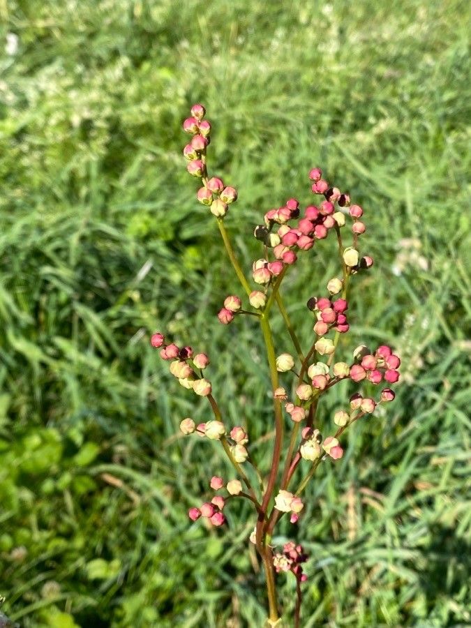 Filipendula vulgaris fruit