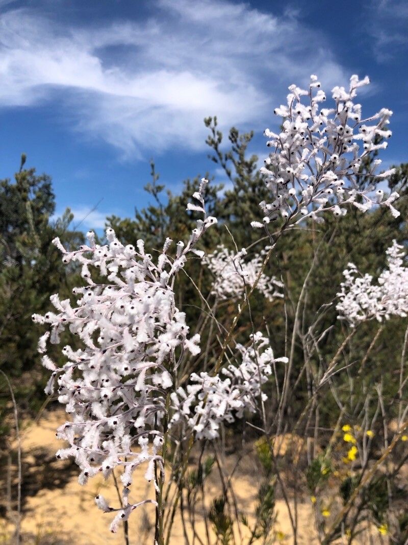 Conospermum incurvum flower