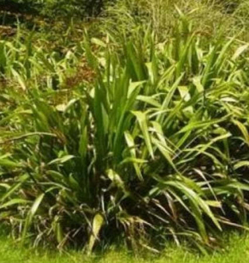 Phormium colensoi leaf