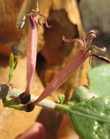 Tapinanthus dependens flower