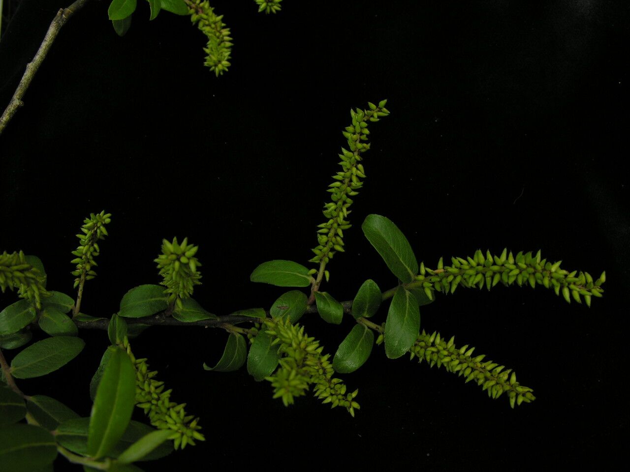 Salix denticulata — search result for 'Salicaceae'