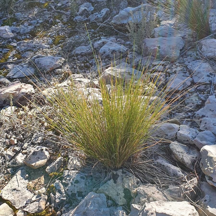 Stipa offneri leaf