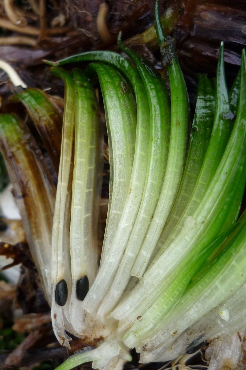 Isoetes andicola — related species from the same genus