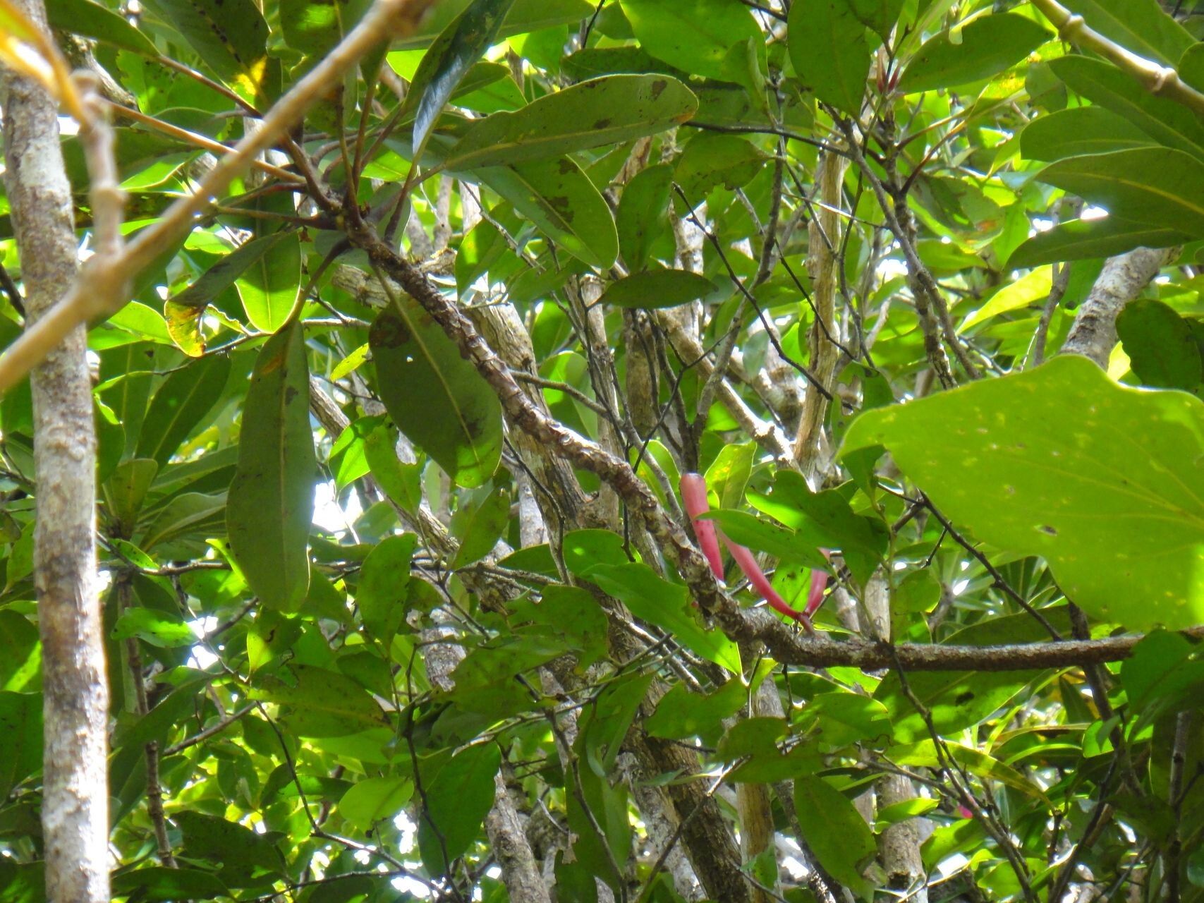 Syzygium neocaledonicum habit