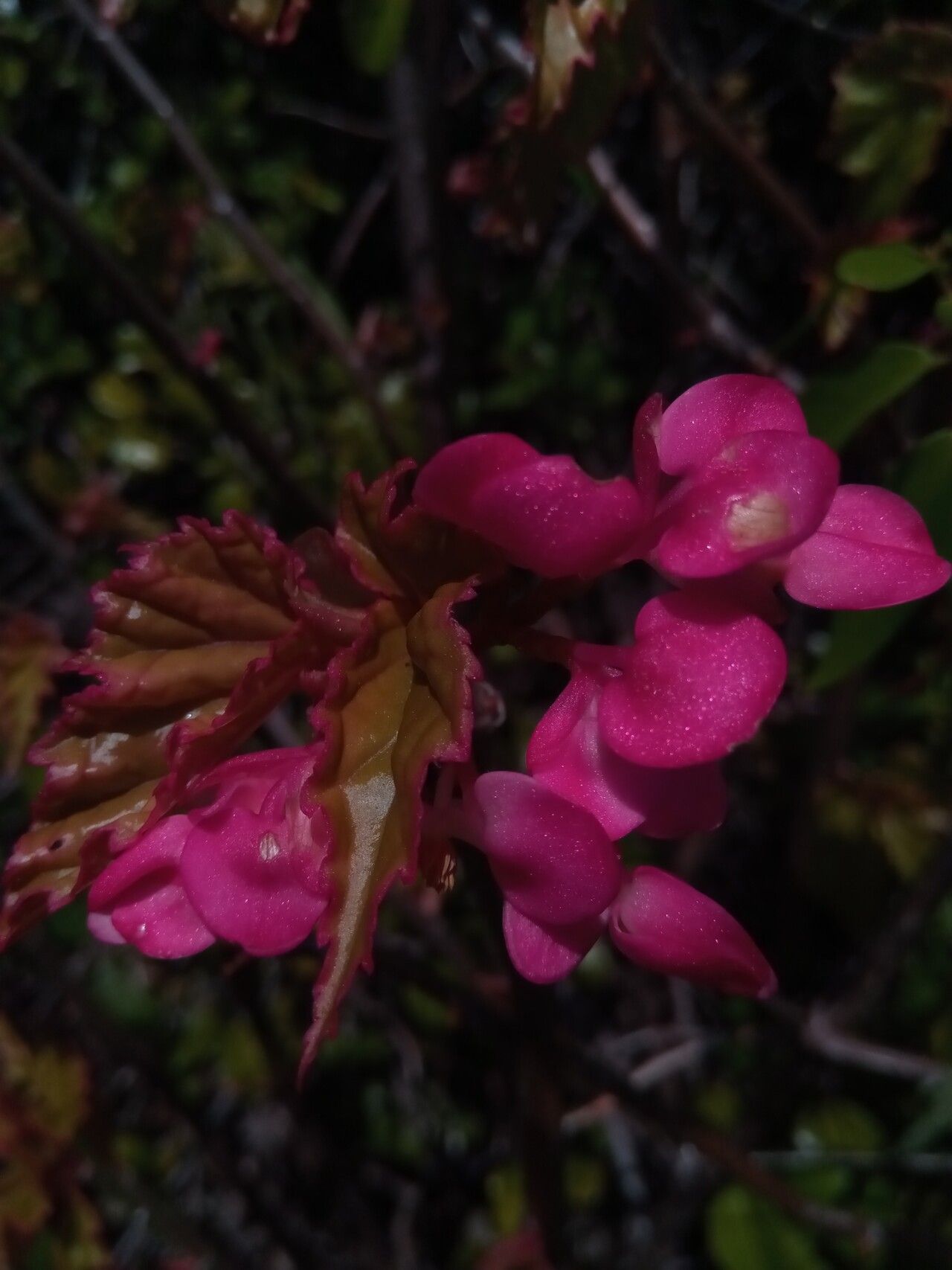 Begonia majungaensis flower