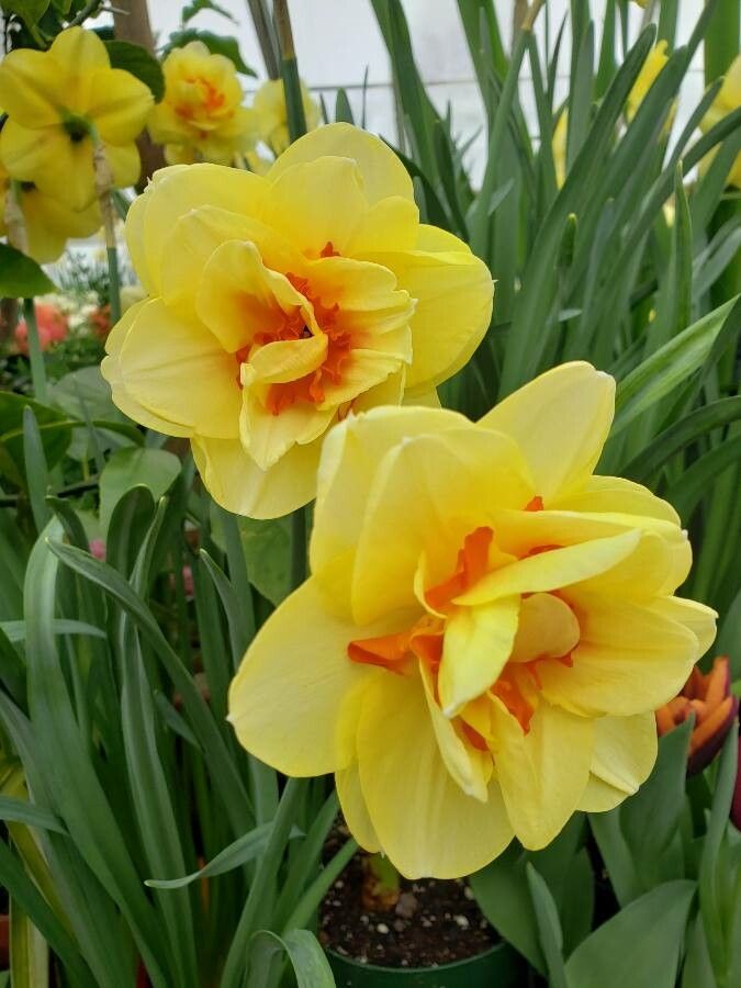 Narcissus spp. flower