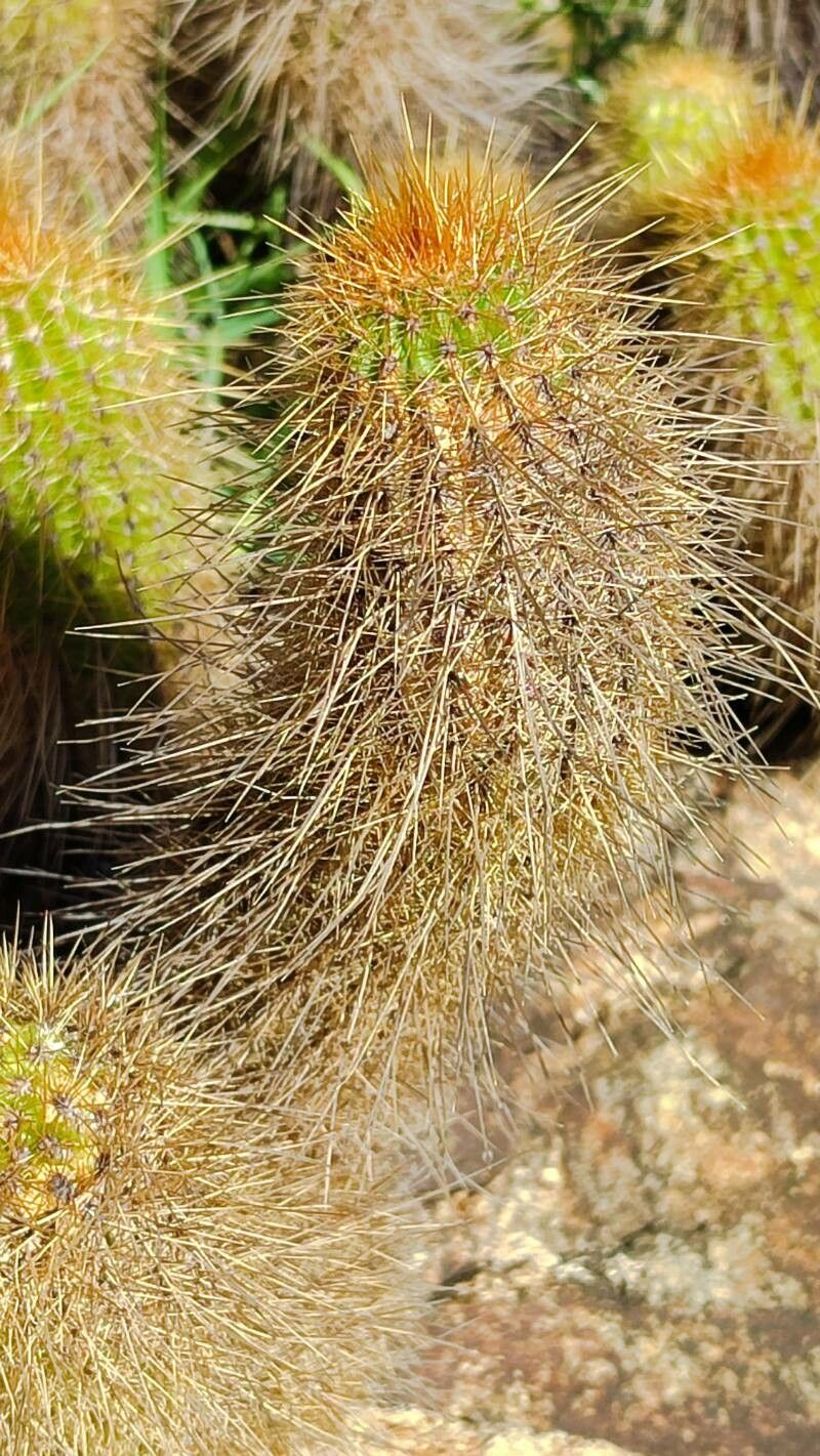 Soehrensia huascha bark