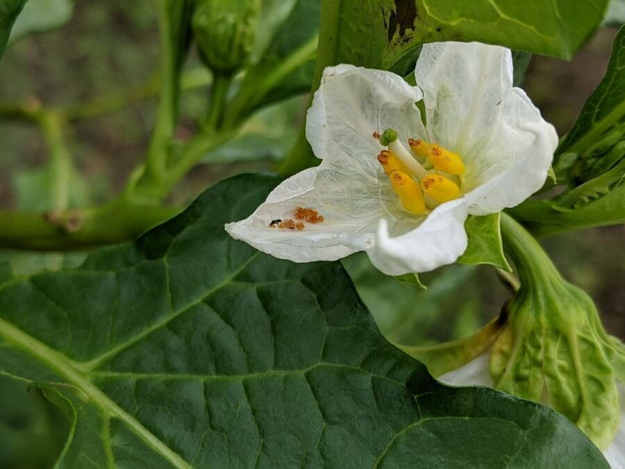 Solanum macrocarpon flower