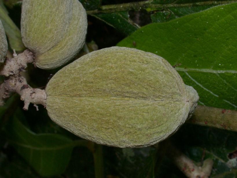 Dichapetalum rugosum — houseplant care guide