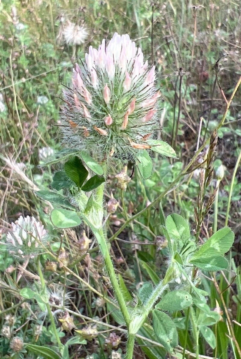 Trifolium diffusum flower