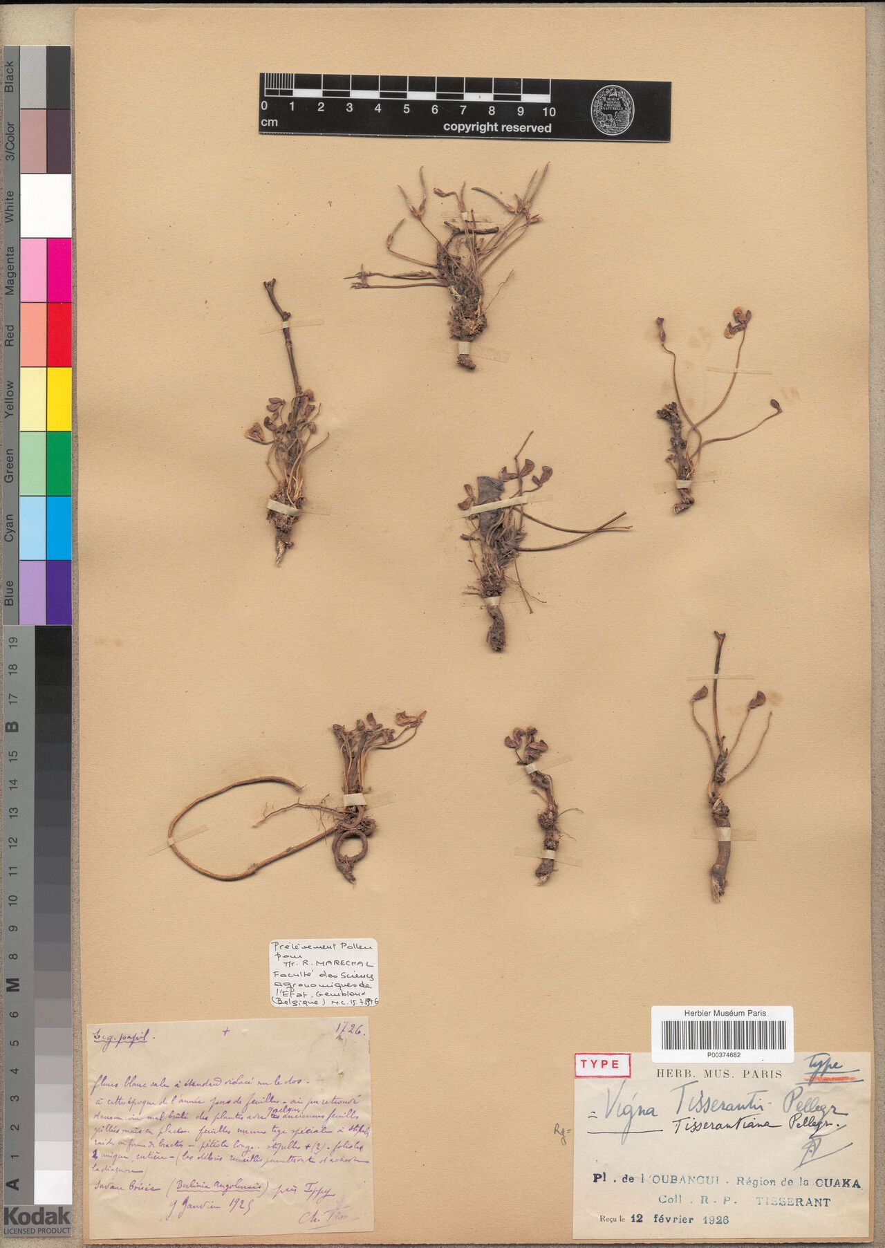 Vigna tisserantiana — houseplant care guide