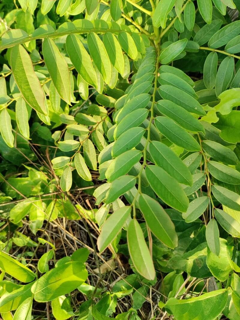 Phyllanthus juglandifolius leaf