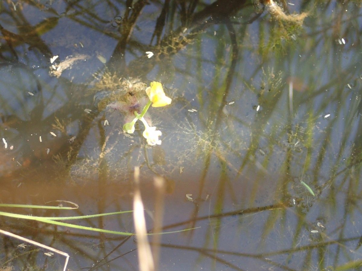 Utricularia stellaris habit