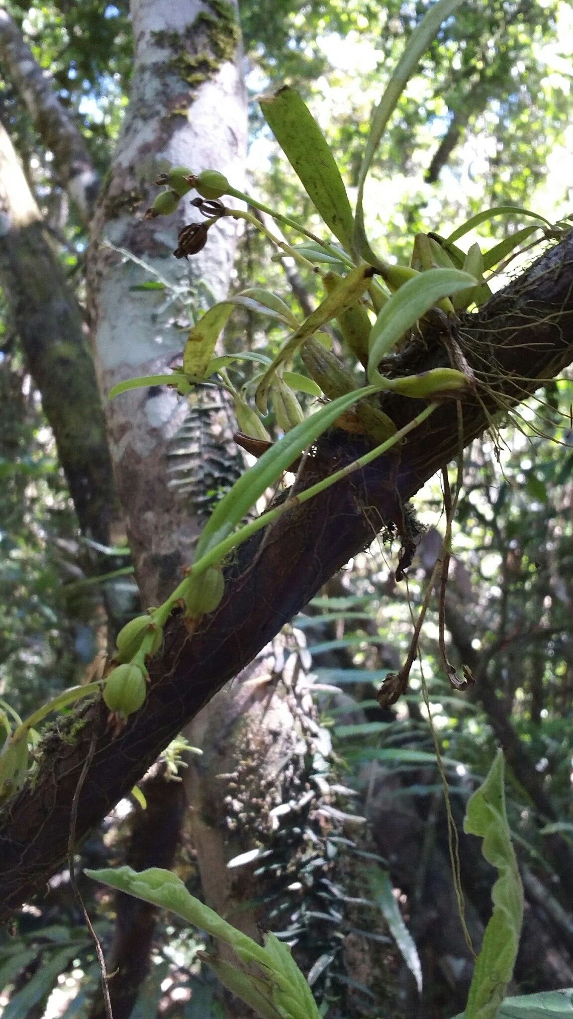 Bulbophyllum brachystachyum — houseplant care guide