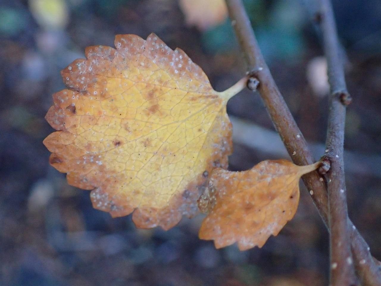 Betula nana fruit