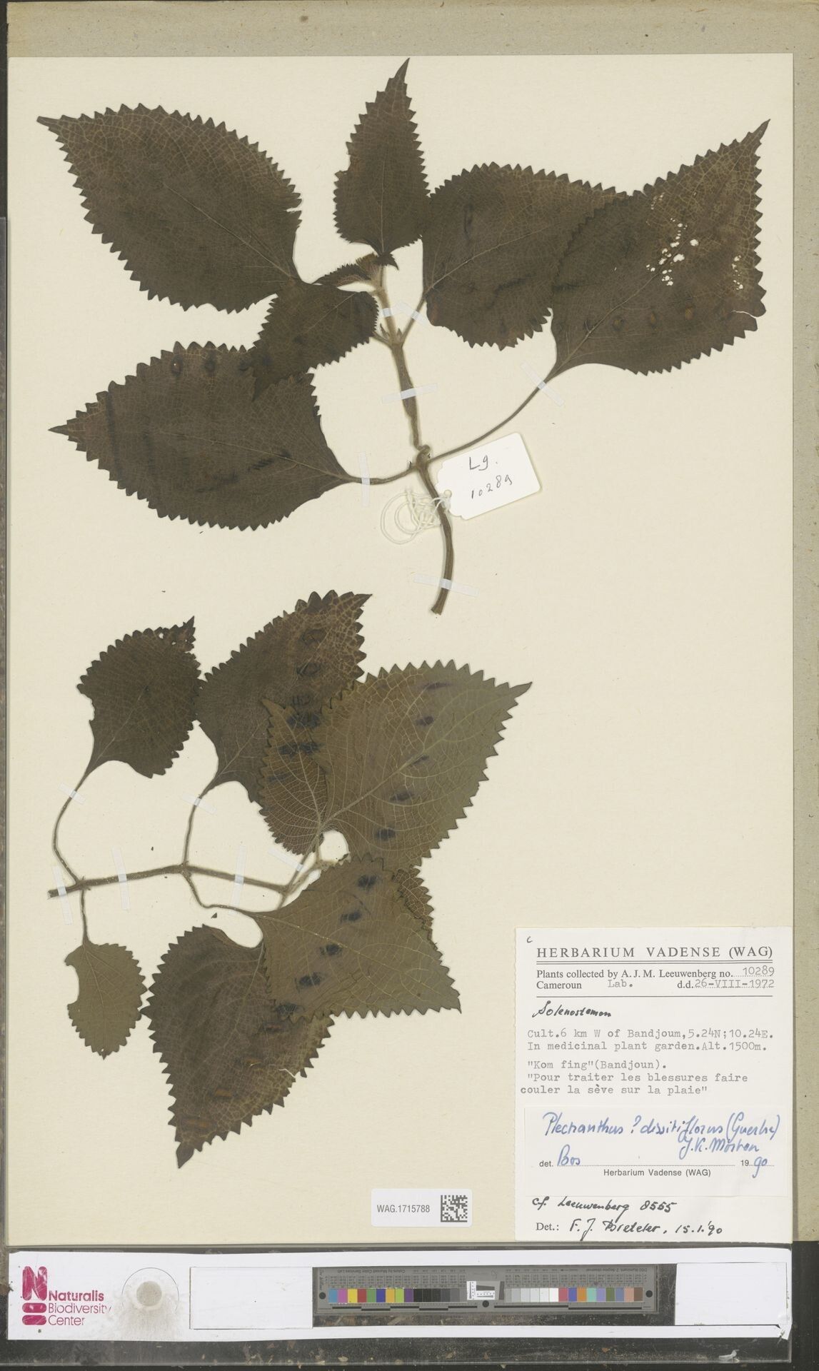 Coleus dissitiflorus — houseplant care guide